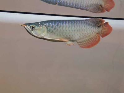 龍魚突然頭朝上尾朝下（龍魚出現(xiàn)頭朝上尾朝下的行為是怎么回事）