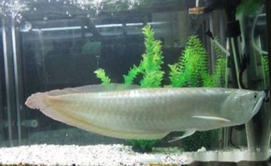 銀龍魚養(yǎng)黑了（銀龍魚養(yǎng)黑可能是由多種原因引起）