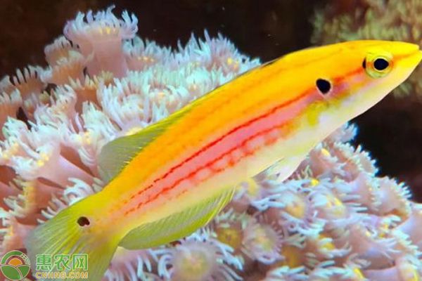 中國最貴的十大名魚