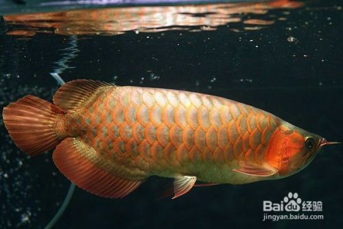 購買龍魚時(shí)的鑒別方法（如何區(qū)分龍魚的雌雄？）