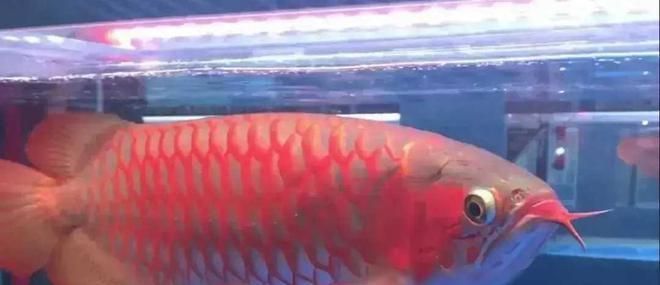紅龍魚最近不愛吃食怎么回事（怎么把紅龍魚養得更紅，影響因素很多）