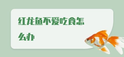 紅龍魚最近不愛吃食怎么回事（怎么把紅龍魚養得更紅，影響因素很多）