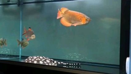 紅龍魚最近不愛吃食怎么回事（怎么把紅龍魚養得更紅，影響因素很多）
