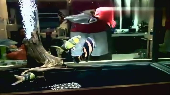 龍魚缸過濾系統設計（龍魚缸溢流區設計）