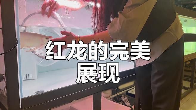 紅龍魚25公分顏色是怎么樣的