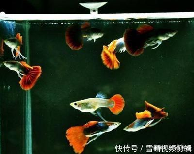 龍魚去哪里批發好一點：廣州花地灣越和花鳥魚蟲市場