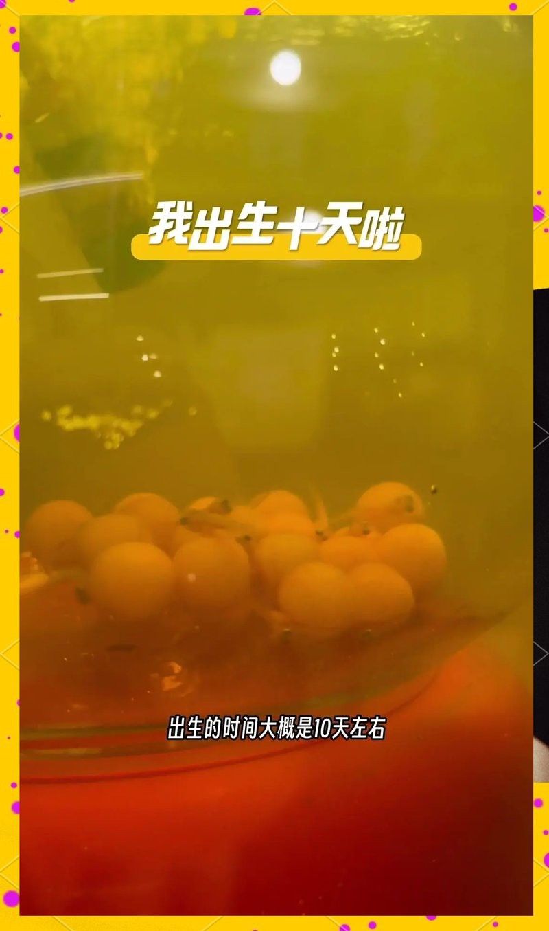 白子招財龍生長速度如何？ 白子招財龍生長速度如何？ 龍魚百科 第3張