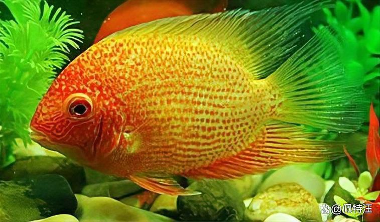 白子招財龍生長速度如何？ 白子招財龍生長速度如何？ 龍魚百科 第1張