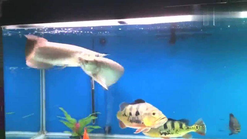 金龍魚大戰銀龍魚視頻在線觀看