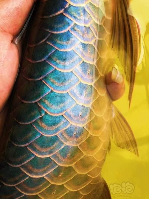 金龍魚翡翠綠底色怎樣搭配