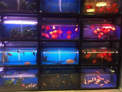 紅龍魚苗用什么顏色的魚缸：紅龍魚苗適合什么顏色的魚缸 紅龍魚苗用什么顏色的魚缸：紅龍魚苗適合什么顏色的魚缸 龍魚百科 第3張