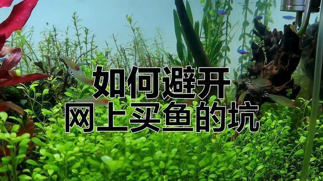 線(xiàn)上購(gòu)買(mǎi)觀賞魚(yú)注意事項(xiàng)