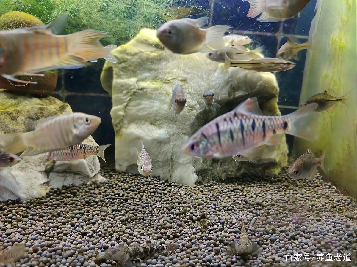 線(xiàn)上購(gòu)買(mǎi)觀賞魚(yú)注意事項(xiàng)