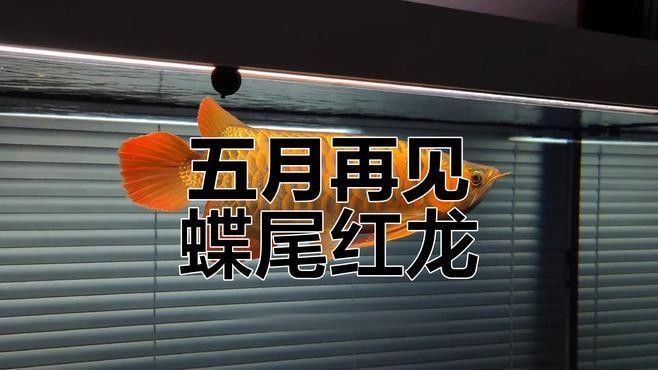 紅龍魚發色什么時間好：關于紅龍魚發色的一些關鍵階段