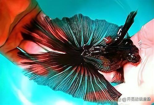 紅龍魚發色什么時間好：關于紅龍魚發色的一些關鍵階段