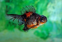 紅龍魚發色什么時間好：關于紅龍魚發色的一些關鍵階段