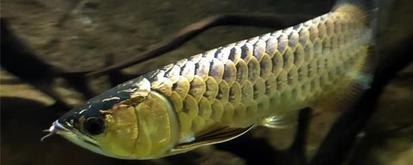 金龍魚吃啥有助于發色：金龍魚吃什么發色好金龍魚吃什么發色最好