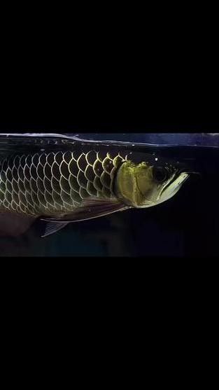 黑金剛龍魚圖片欣賞