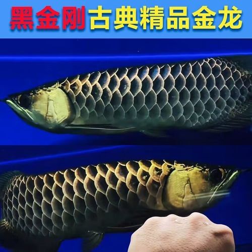 黑金剛龍魚圖片欣賞
