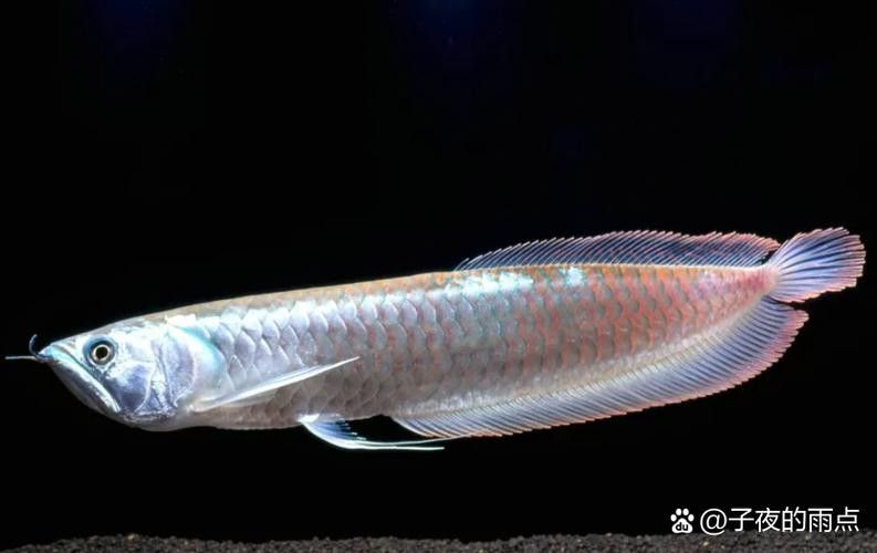 黑金剛龍魚圖片欣賞