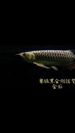 黑金剛龍魚圖片欣賞