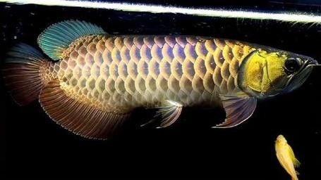 黑金剛龍魚圖片欣賞