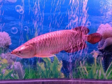 黑金剛龍魚圖片欣賞