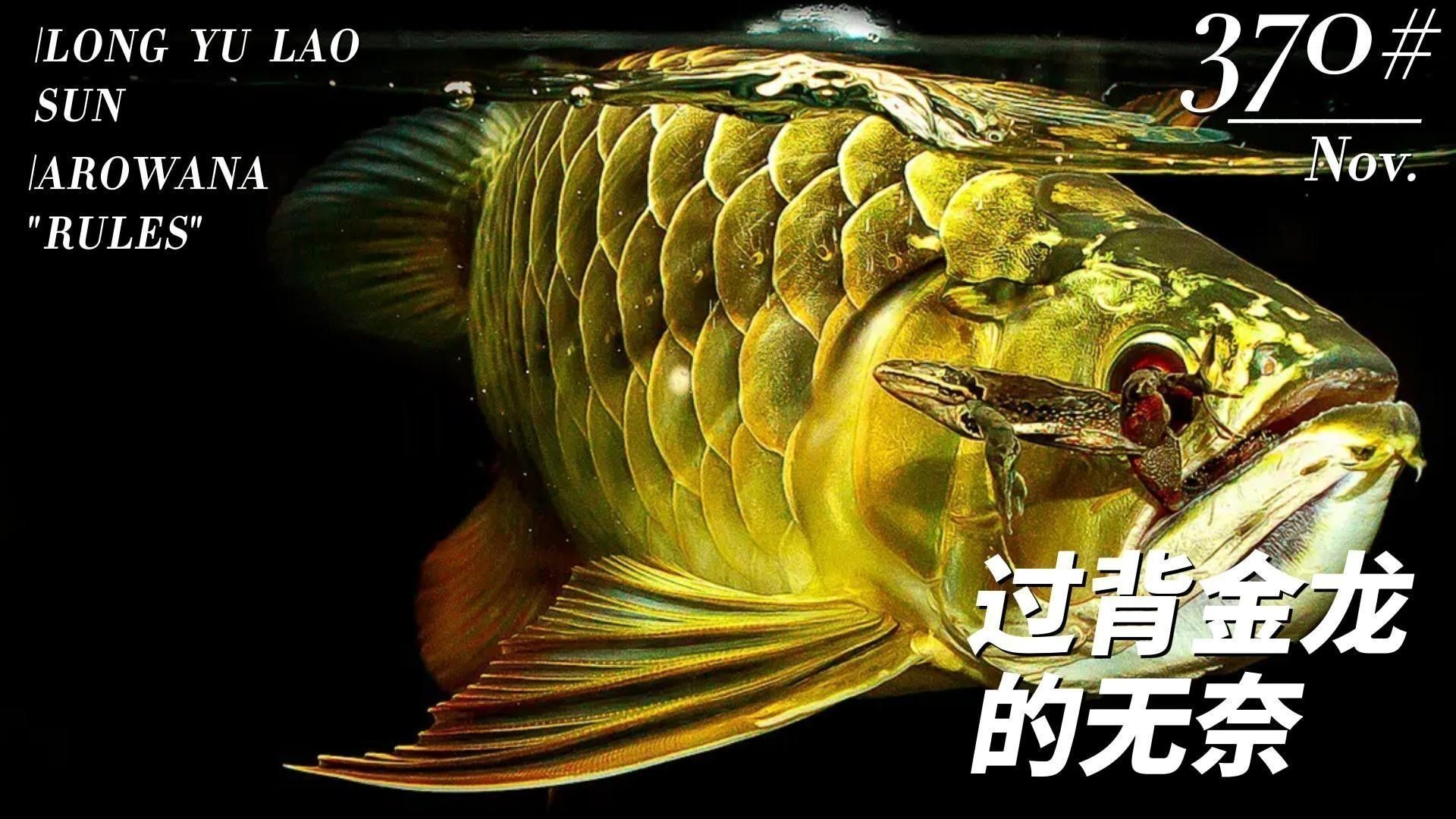 黑金剛龍魚圖片欣賞