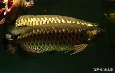 大白片可以直接喂龍魚嗎:大白片可以直接喂給龍魚嗎 龍魚百科 第1張 大白片可以直接喂龍魚嗎:大白片可以直接喂給龍魚嗎 大白片可以直接喂龍魚嗎:大白片可以直接喂給龍魚嗎 龍魚百科 第1張