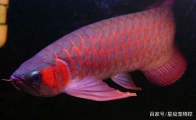 龍魚的長度是從哪里到哪里的：龍魚的長度是從吻端到尾鰭末端的直線長度是從哪里到哪里的