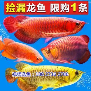 金龍魚幼苗在哪里批發（金龍魚幼苗在多個渠道有批發供應） 金龍魚幼苗在哪里批發（金龍魚幼苗在多個渠道有批發供應） 龍魚百科 第3張