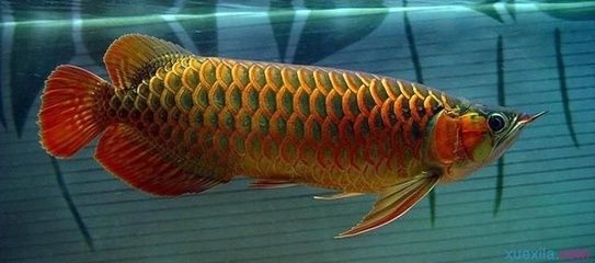 金龍魚的頭形特點：金龍魚頭形的詳細信息：平頭、炮彈頭和炮彈頭的優點