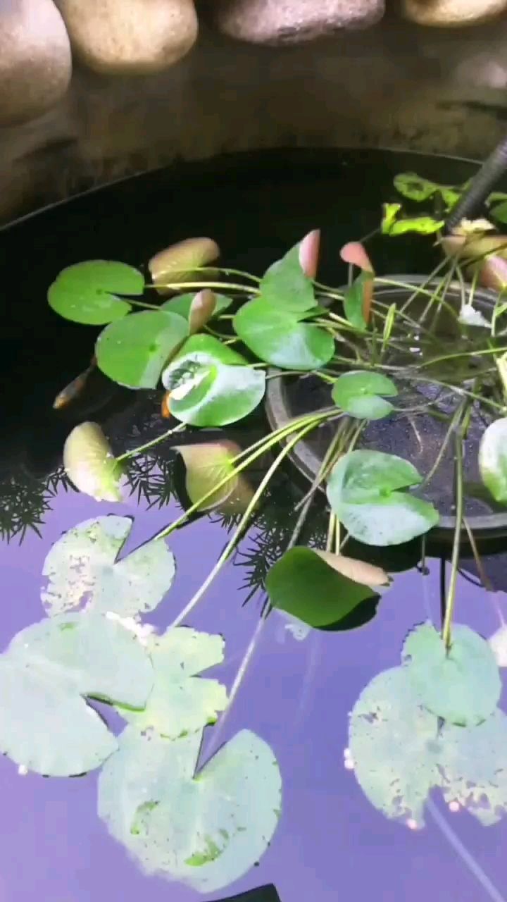 菏澤水族館小錦鯉越長越大 菏澤水族館小錦鯉越長越大 龍魚百科