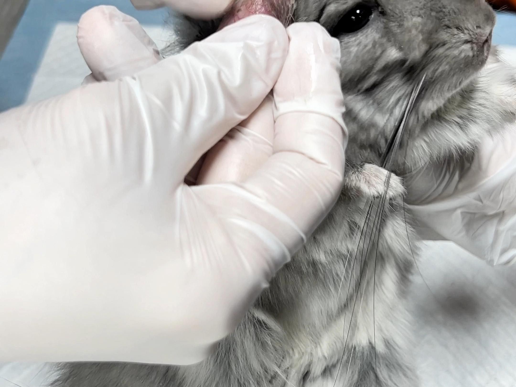 龍貓真菌感染如何治療 龍貓真菌感染如何治療 龍魚百科 第2張