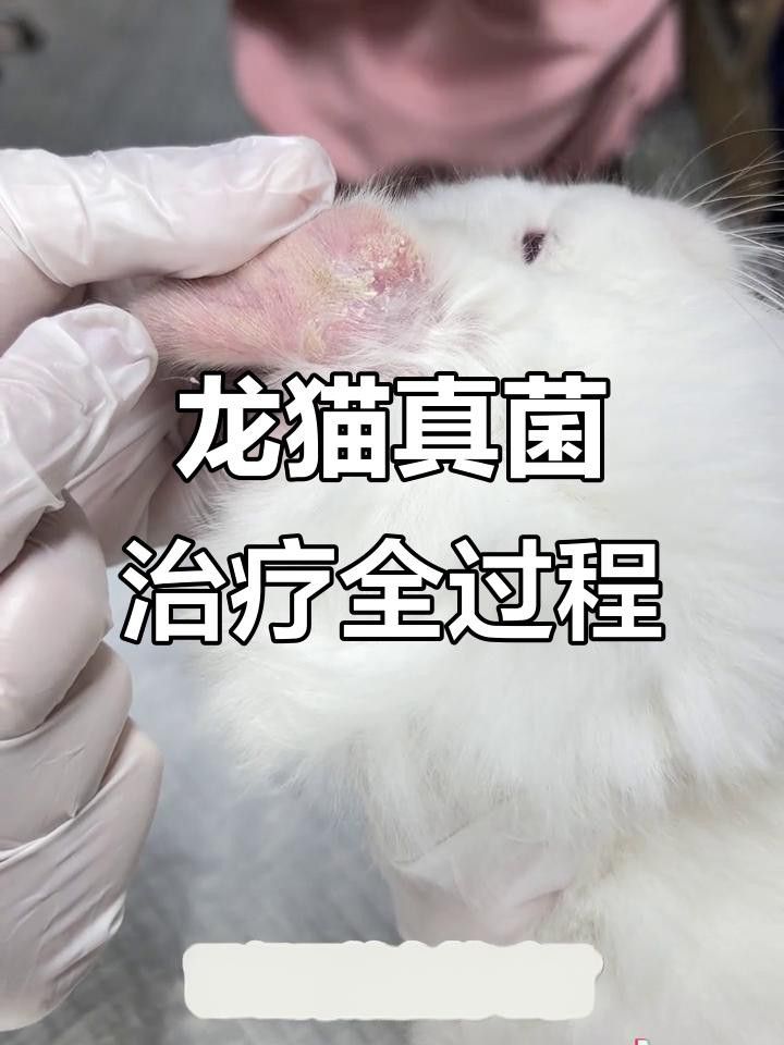 龍貓真菌感染如何治療 龍貓真菌感染如何治療 龍魚百科 第3張