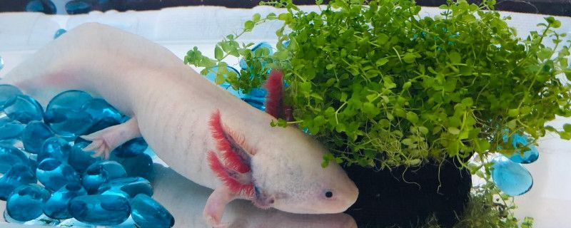 六角龍魚喂食技巧：六角龍魚的喂食技巧