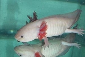 六角龍魚喂食技巧：六角龍魚的喂食技巧