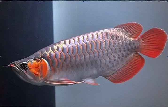 紅龍魚多大能發(fā)色好看了