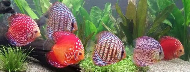 紅龍魚可以和七彩神仙魚混養嗎：紅龍魚可以和七彩神仙魚混養嗎，需要注意什么因素