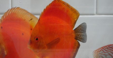 紅龍魚可以和七彩神仙魚混養嗎：紅龍魚可以和七彩神仙魚混養嗎，需要注意什么因素