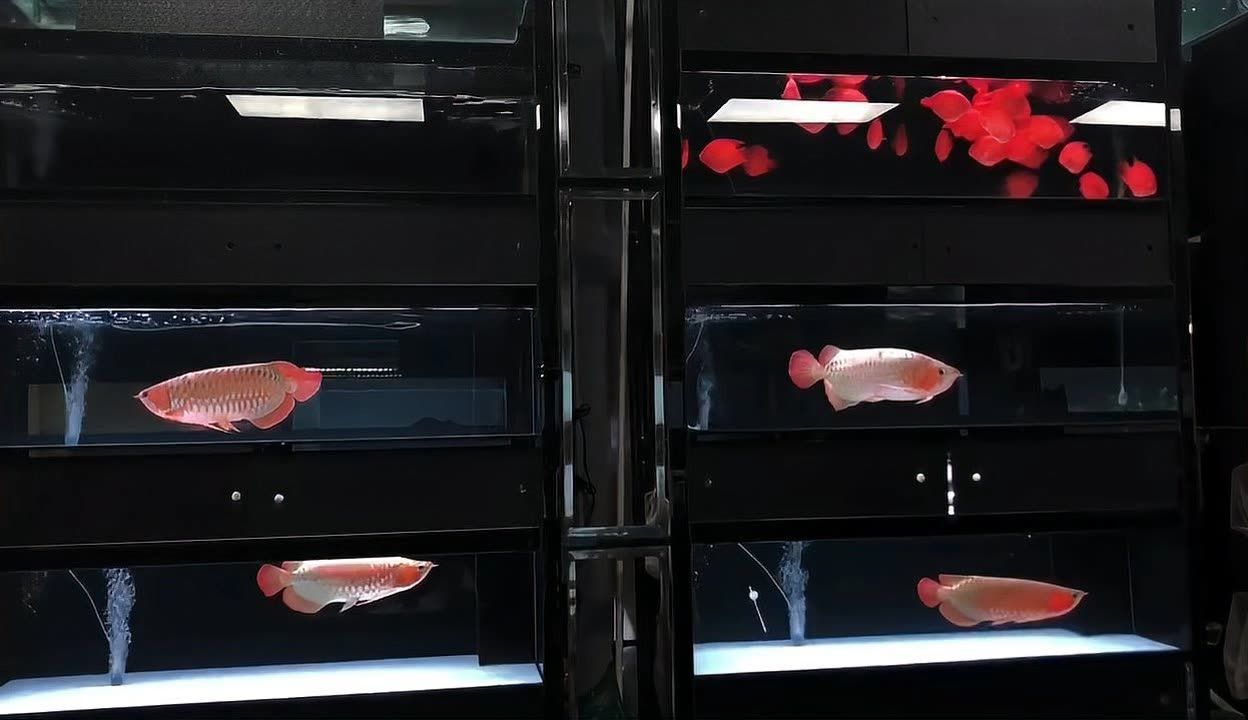 廣州百藝城祥龍魚場地址電話（紅眼火麒麟地圖魚） 廣州百藝城祥龍魚場地址電話（紅眼火麒麟地圖魚） 龍魚百科 第1張