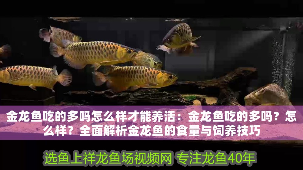 金龍魚吃的多嗎怎么樣才能養(yǎng)活：金龍魚吃的多嗎？怎么樣？全面解析金龍魚的食量與飼養(yǎng)技巧