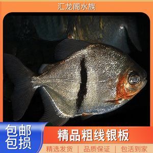 金龍魚吃的多嗎怎么樣才能養(yǎng)活：金龍魚吃的多嗎？怎么樣？全面解析金龍魚的食量與飼養(yǎng)技巧