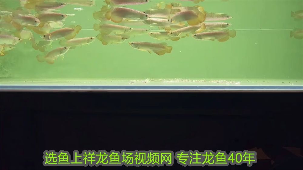 龍魚什么品種最好及排名：龍魚什么品種最好及排名，頂級龍魚品種全解析