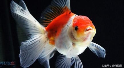 龍魚和錦鯉的價格對比（“長城杯”世界龍魚錦標賽中，龍魚和錦鯉價格達108萬元）