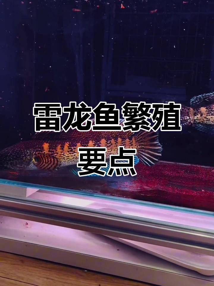 雷龍魚(yú)繁殖成功率有多高？
