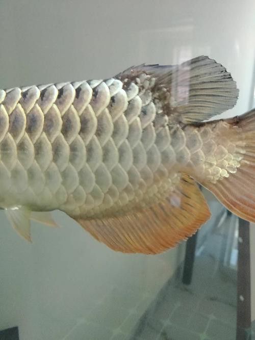 如何判斷金龍魚的血統和品種？