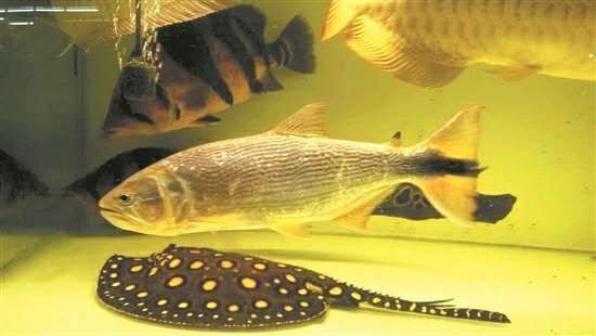 龍魚壓制虎魚能活嗎：虎魚在水族箱中有可能壓制虎魚，龍魚混養注意事項 龍魚壓制虎魚能活嗎：虎魚在水族箱中有可能壓制虎魚，龍魚混養注意事項 龍魚百科 第3張