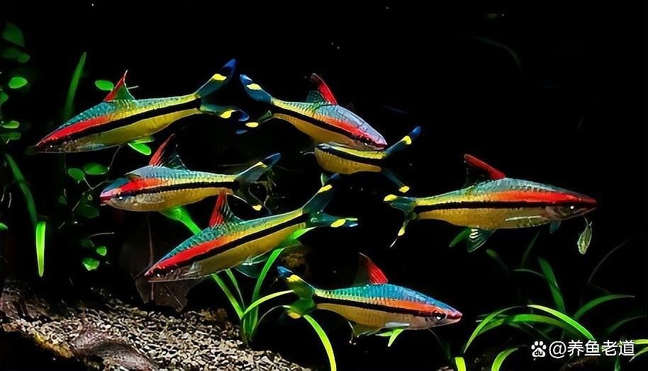 銀龍魚的生長速度是多少