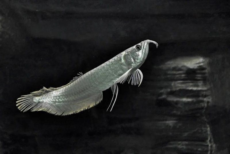 銀龍魚的生長速度是多少